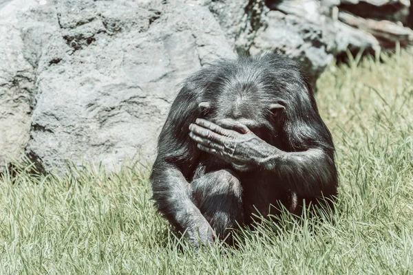 非洲黑猩猩隐藏他的脸 — 图库照片