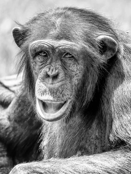 Portret Afrykańskie Dzikie Szympans — Zdjęcie stockowe