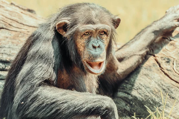 非洲野生黑猩猩肖像 — 图库照片