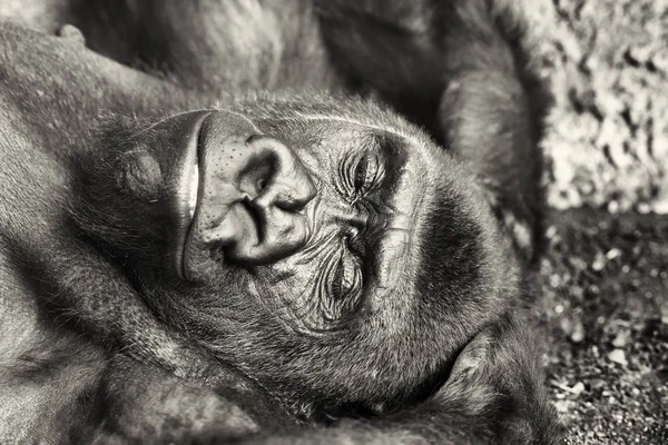 Black Wild Gorilla Portrait