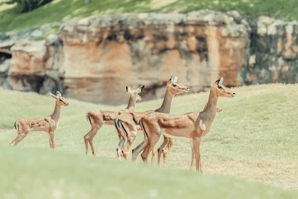 Antílope africano de Impala (Aepyceros Melampus) —  Fotos de Stock