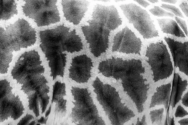 Giraffa Pelle Texture Sfondo — Foto Stock