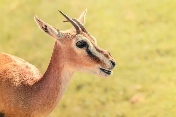 Gazelle de Thomson africano (Eudorcas Thomsonii ) —  Fotos de Stock