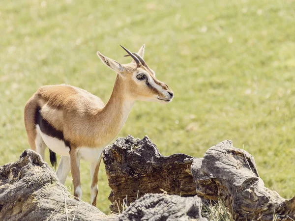 Gazelle de Thomson africano (Eudorcas Thomsonii ) —  Fotos de Stock