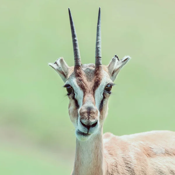 Gazelle de Thomson africano (Eudorcas Thomsonii ) —  Fotos de Stock