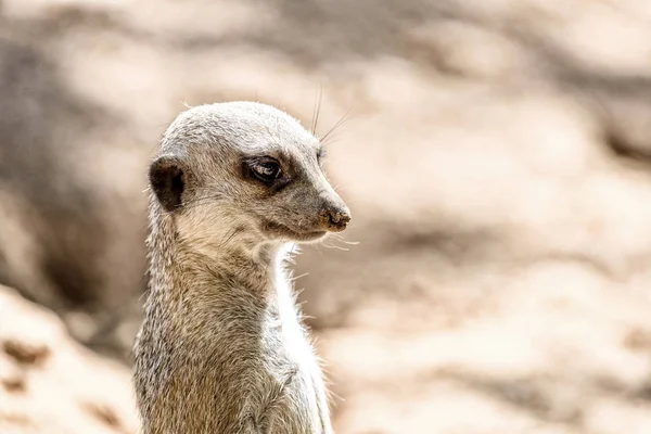 Çöl faresi veya Afrika Suricate (Suricata Suricatta)