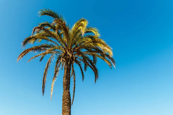 Zelené Palmy Modré Obloze — Stock fotografie