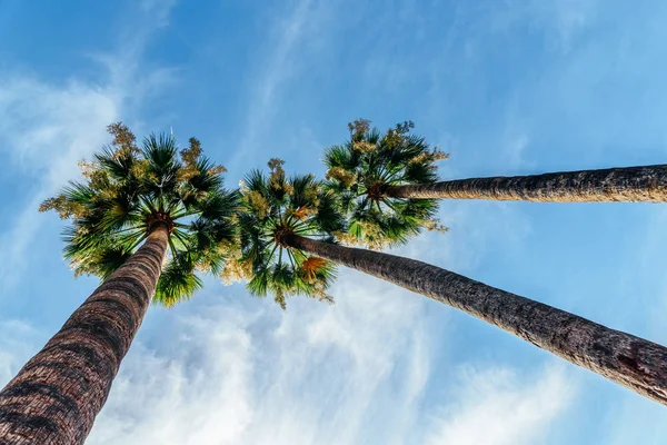 Palmeras Verdes Cielo Azul — Foto de Stock