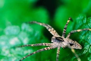 Bahçede yeşil yaprak üzerinde oturan çocuk odası Web Spider