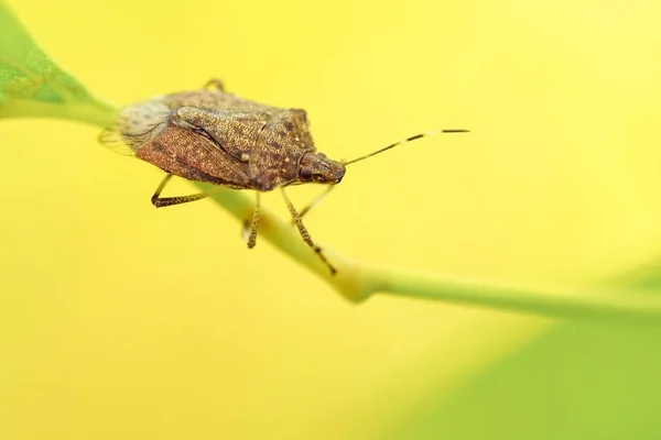 Щит жука насекомое ходить на листе — стоковое фото