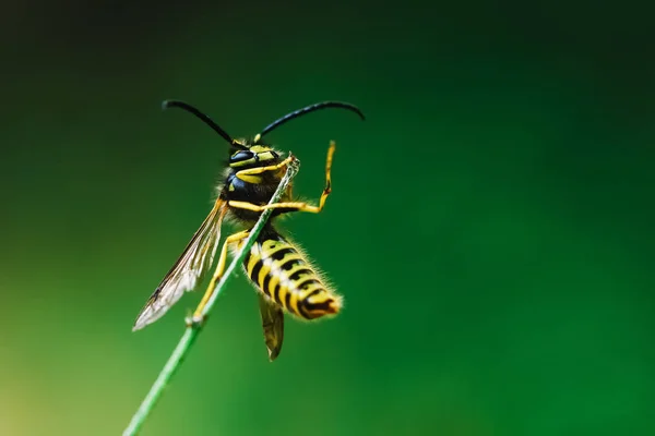 European Common Wasp (Vespula Vulgaris) On Stick — Stock Photo, Image