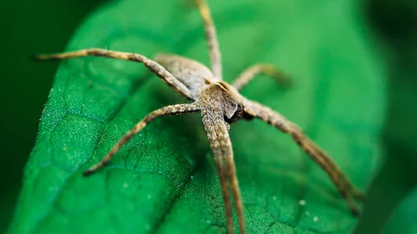 Nursery Web Spider Sitting On Green Leaf In Garden — Stock Photo, Image
