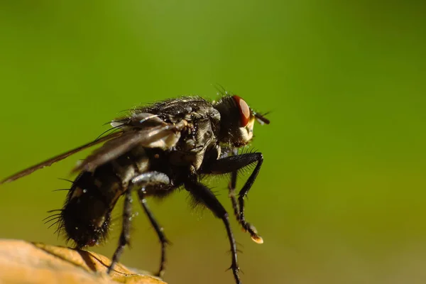 Fly (Musca Domestica) Macro On Leaf — Stok Foto