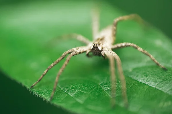 Nursery Web Spider Sitting On Green Leaf In Garden — Stock Photo, Image