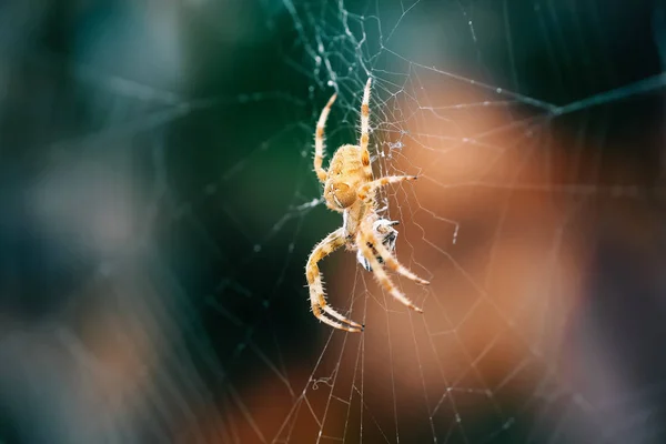 European Cross Spider (Araneus Diadematus) On Web Eating Prey — Stock Photo, Image