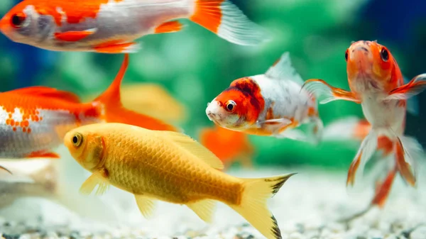 Żółte i czerwone złote rybki pływające w akwarium — Zdjęcie stockowe