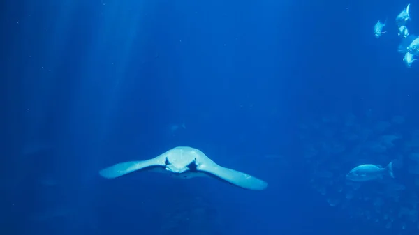 Глибокий Океан Риби Плавають — стокове фото