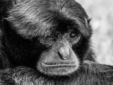 Siamang siyah paslı Gibbon portre