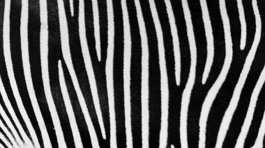 Siyah ve beyaz zebra doku cilt
