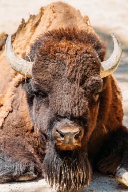 Vahşi boynuzlu Bull portre yakın çekim
