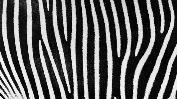 Black And White Zebra Skin Texture