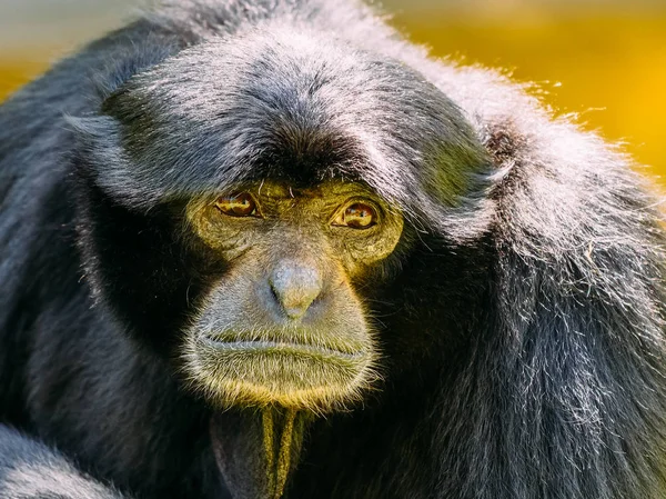 Sziamang Fekete Prémes Gibbon Portré — Stock Fotó