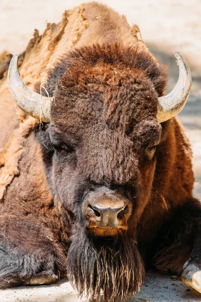 Wild Horned Bull Retrato Cerca —  Fotos de Stock