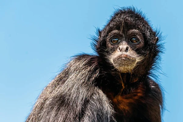 Barnafejű Pókmajom Ateles Fusciceps — Stock Fotó