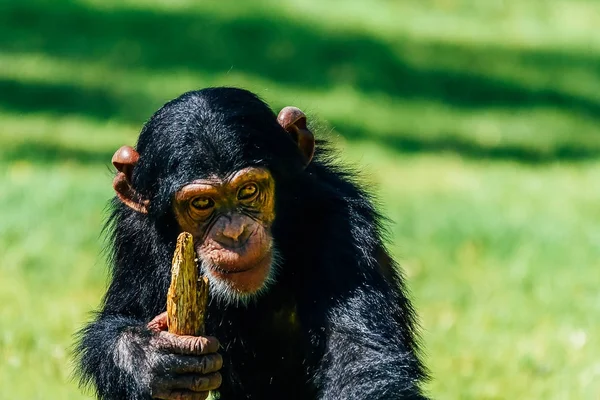 可爱的小黑猩猩的肖像 — 图库照片