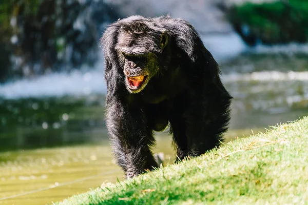 Portréja Egy Nőstény Csimpánz Séta — Stock Fotó