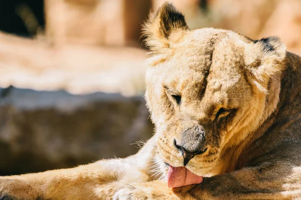 雌のライオンのポートレート クローズ アップ — ストック写真