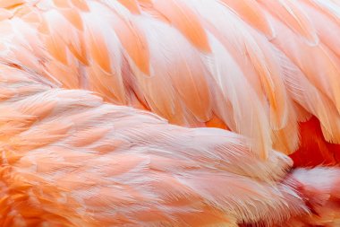 Pembe Flamingo Closeup ayrıntıları tüy