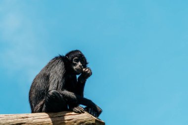 Spider Monkey portre yakın çekim