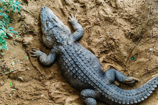 Alligator Bovenaanzicht Close — Stockfoto