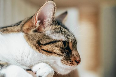 Evde Şirin Kedi Portresi