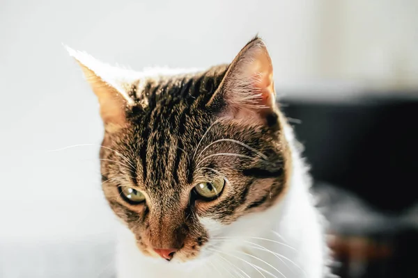 かわいい猫の肖像 ホーム — ストック写真