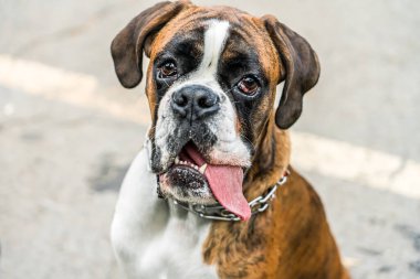 Park 'ta Boksör Köpek Portresi Kapanışı