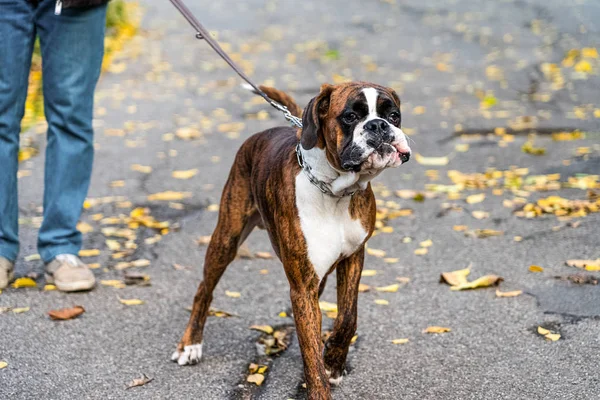 Boxer Dog Walking Portré Közelkép Parkban — Stock Fotó