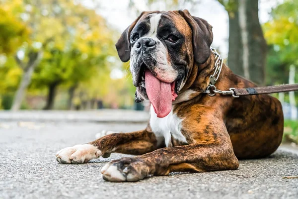 Boxer Hond Portret Close Het Park Rechtenvrije Stockafbeeldingen