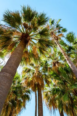 Fransız Rivierası Cannes Palmiye Ağaçları