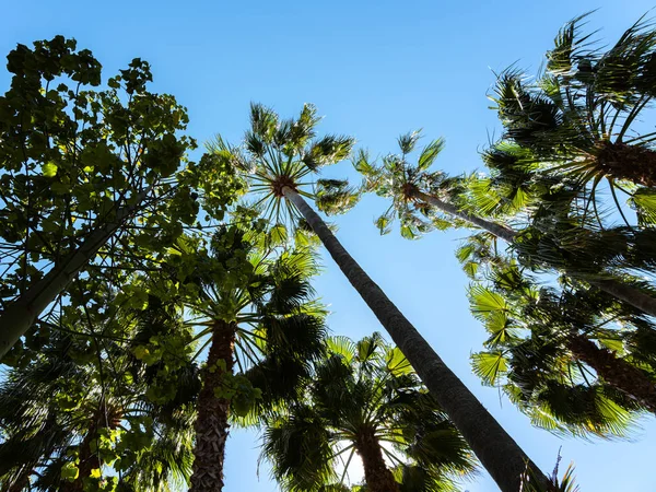 Palmové Stromy Cannes Francouzská Riviéra — Stock fotografie