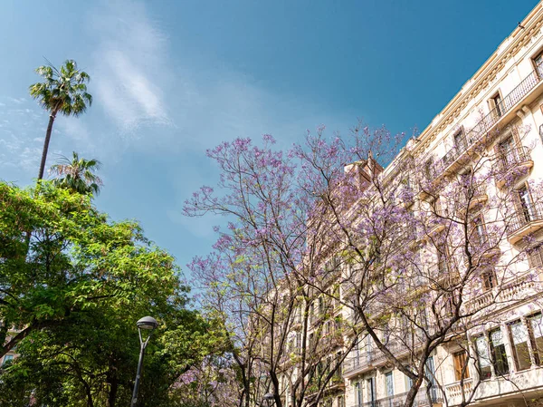 Μωβ Ανθισμένα Δέντρα Στο Κέντρο Της Πόλης Της Βαρκελώνης Στην — Φωτογραφία Αρχείου