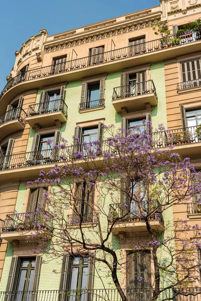 Lila Virágzó Fák Barcelona Központjában Spanyolországban — Stock Fotó
