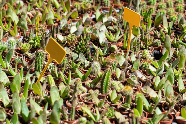 Různé Typy Krásných Šťavnatých Kaktusů Prodej Obchodě — Stock fotografie