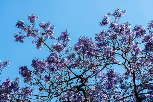 Alberi Fiore Viola Nel Centro Barcellona Spagna — Foto Stock