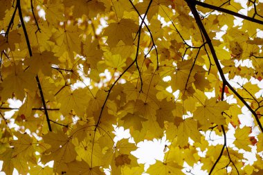 Sarı akçaağaç yaprakları gökyüzüne çarpıyor. Hint Yazı ya da Sonbahar