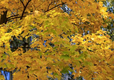 Sarı ve yeşil akçaağaç yaprakları dallarda yumuşak odak fotoğrafçılığında. 