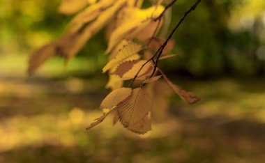Sarı yapraklar yumuşak odaklı fotoğrafçılık üzerine. Parlak sonbahar vuruşu