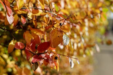 Güneş ışığının seçici odak noktasıyla vurgulanmış çalılıklarda renkli yapraklar 