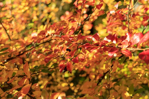 Strauch Mit Bunten Blättern Herbstlicher Garten Einem Sonnigen Tag Herbststimmung — Stockfoto